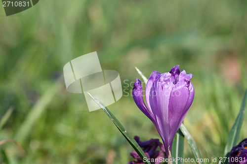 Image of violet saffron detail