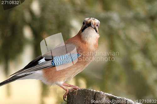 Image of eurasian jay looking towards the camera