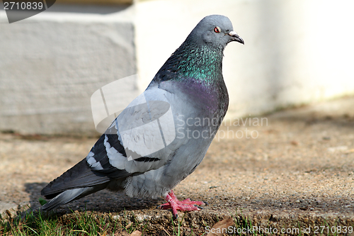 Image of male feral  pigeon