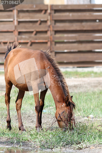 Image of brown horse grazing near farm