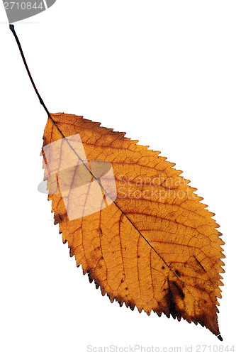 Image of isolated orange leaf