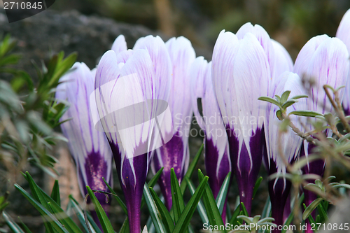 Image of cultivated saffron