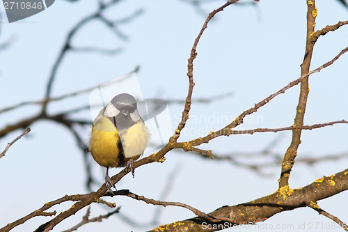 Image of colorful great tit on twig