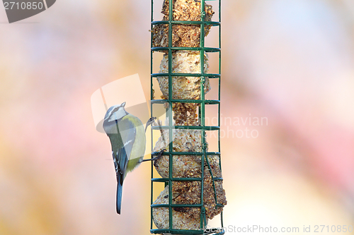 Image of tiny blue tit looking at food