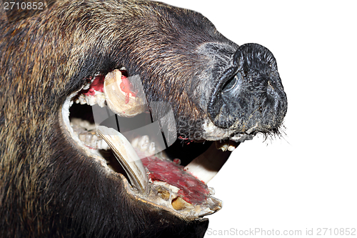 Image of wild boar snout