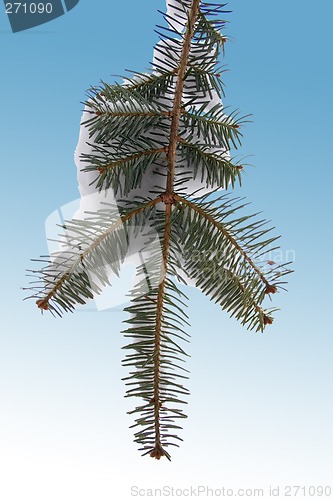 Image of Winter Pine