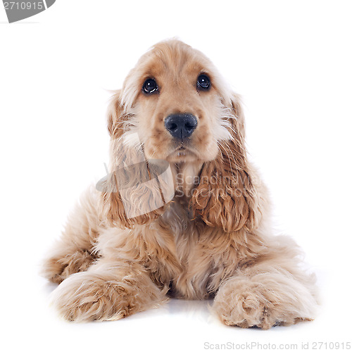 Image of puppy cocker spaniel