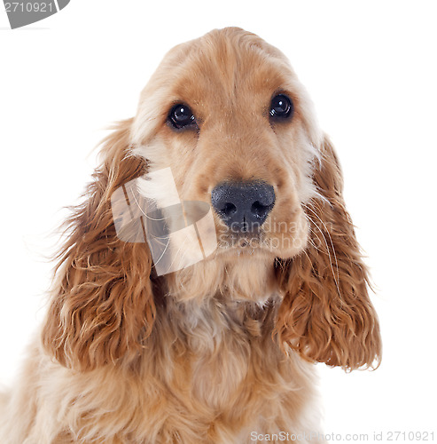 Image of puppy cocker spaniel