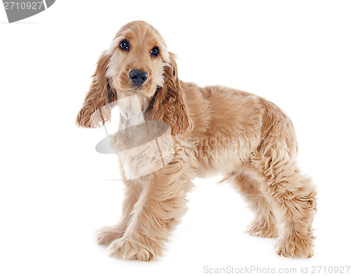 Image of puppy cocker spaniel