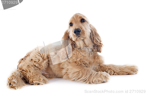 Image of puppy cocker spaniel