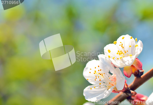 Image of branch of blossoming tree