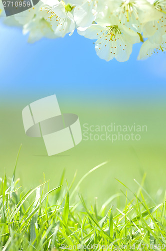 Image of spring blossoms and grass