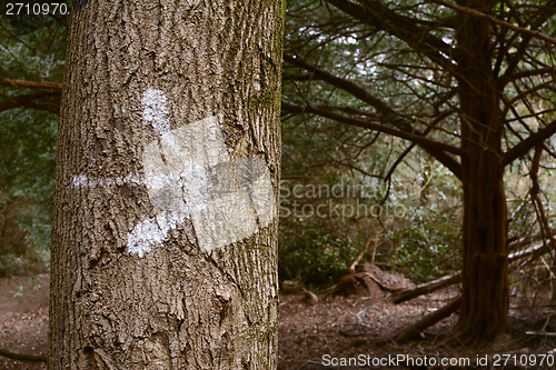 Image of Arrow painted on a tree trunk in the forest