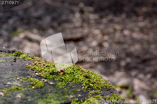 Image of Detail of green moss on a tree trunk