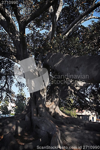 Image of Old Fig Tree