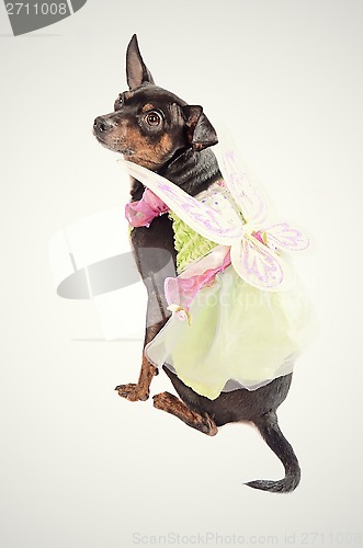 Image of Chihuahua dog wearing a fairy costume