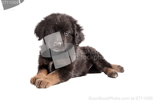 Image of Adorable black and brown fluffy puppy on white