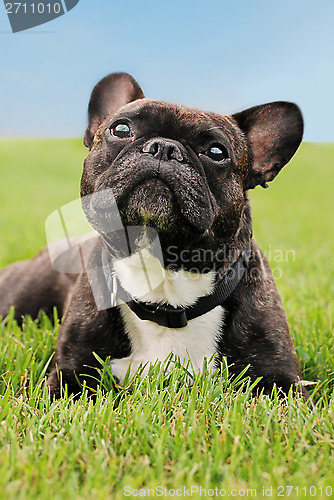 Image of French Bulldog laying in the grass 