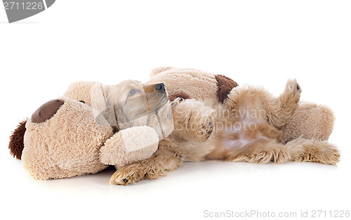 Image of puppy cocker spaniel and toy