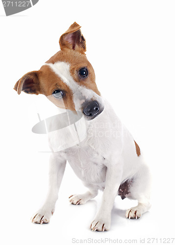 Image of jack russel terrier