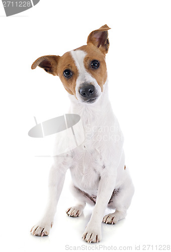 Image of jack russel terrier