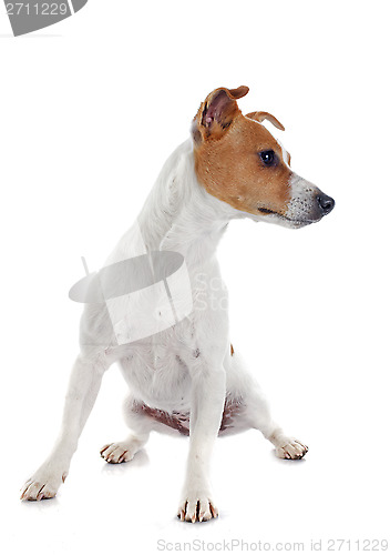 Image of jack russel terrier