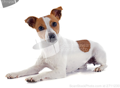 Image of jack russel terrier