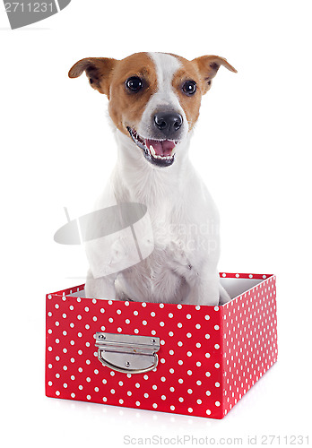 Image of jack russel terrier