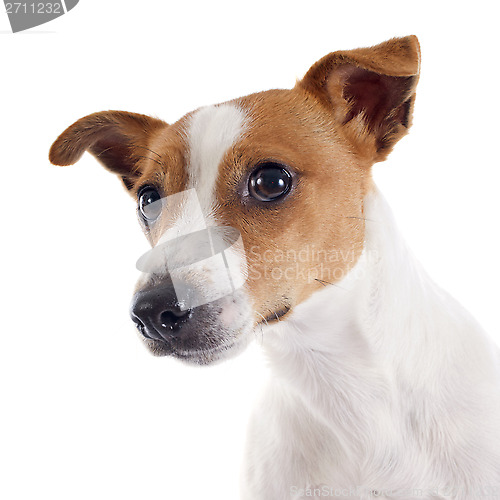Image of jack russel terrier
