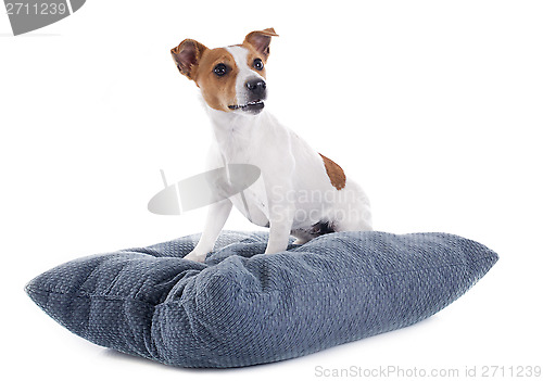 Image of jack russel terrier