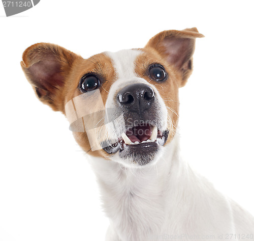 Image of jack russel terrier