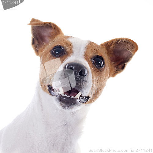 Image of jack russel terrier