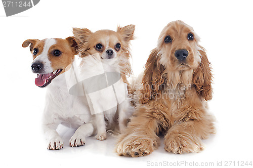 Image of three little dogs