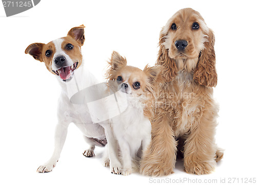 Image of three little dogs