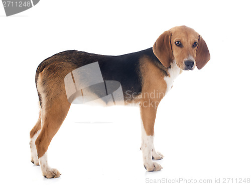 Image of Beagle Harrier