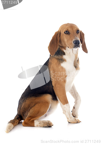 Image of Beagle Harrier