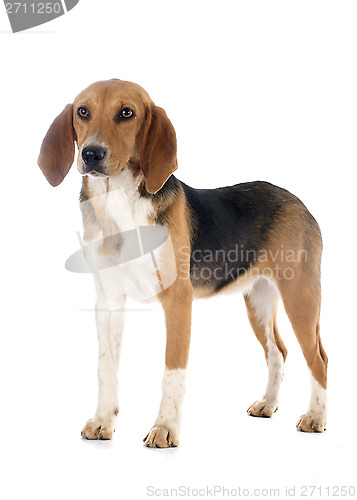 Image of Beagle Harrier