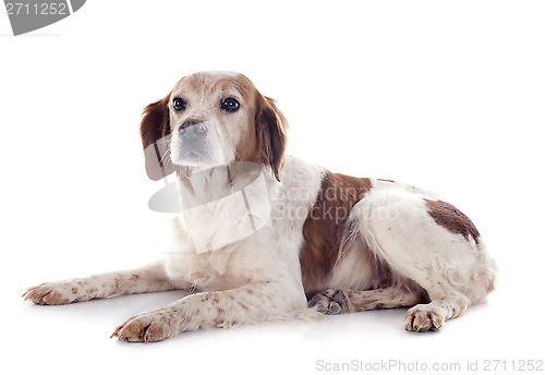 Image of brittany spaniel