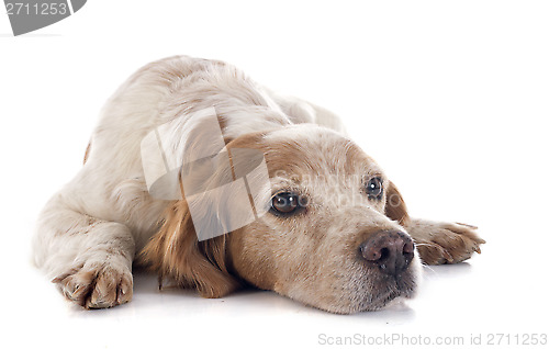 Image of brittany spaniel