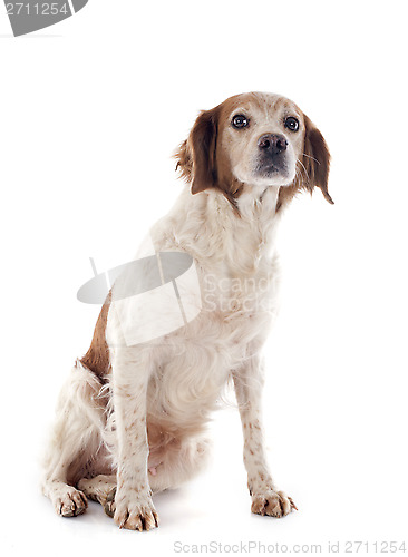 Image of brittany spaniel