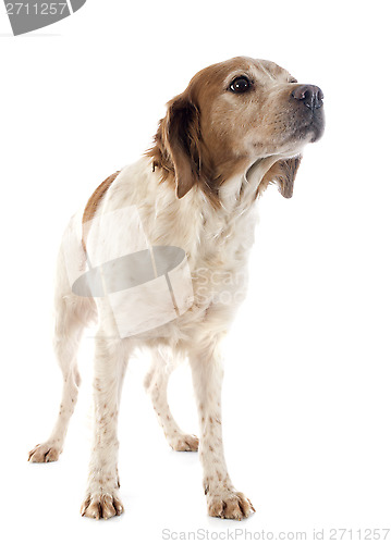 Image of brittany spaniel