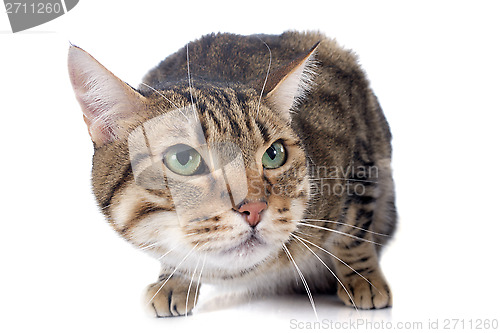 Image of bengal cat
