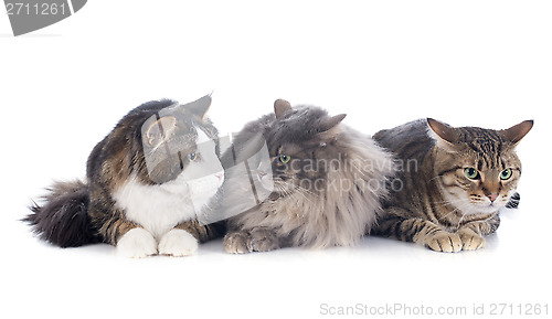 Image of three cats