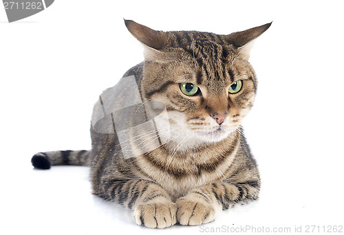 Image of bengal cat