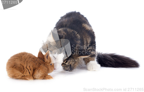 Image of maine coon cat and bunny