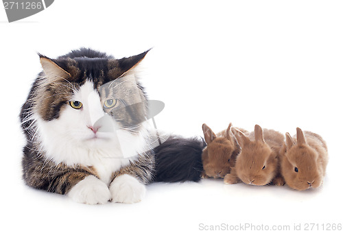 Image of maine coon cat and bunny