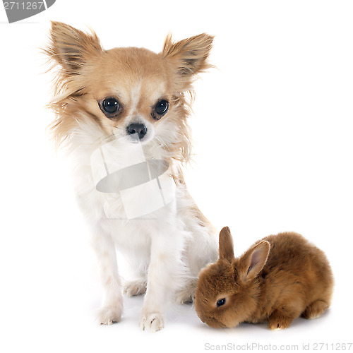 Image of young rabbit and chihuahua