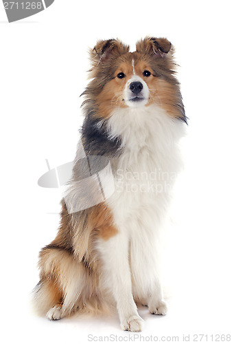 Image of shetland dog