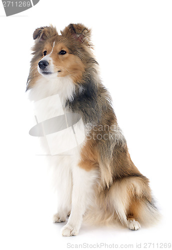 Image of shetland dog