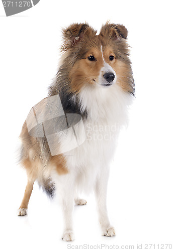 Image of shetland dog